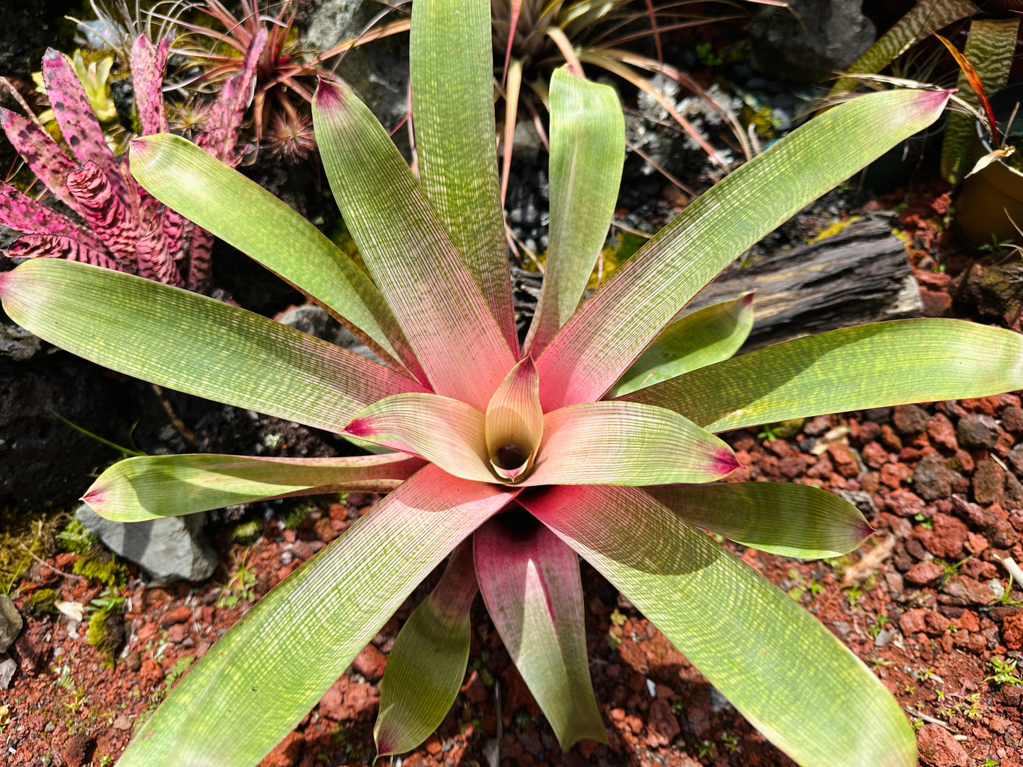 Vriesea ‘Hilo Rainbow’