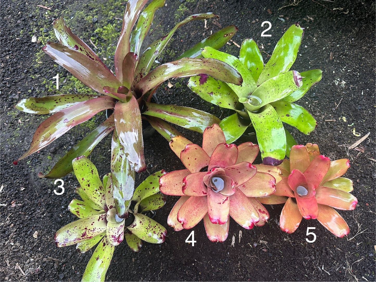 Assorted Neoregelia