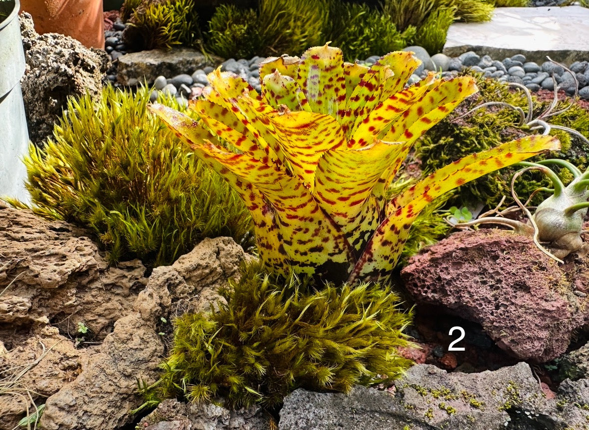 Assorted Neoregelia Minis