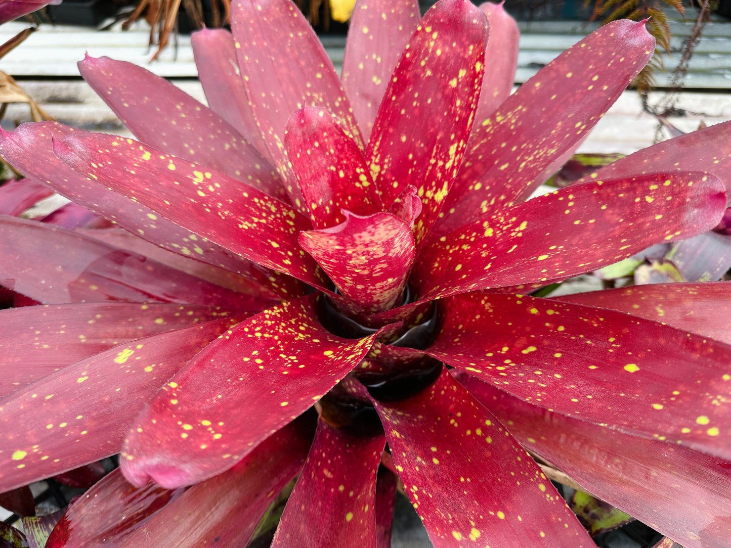 Neoregelia ‘Pele’s Flame’