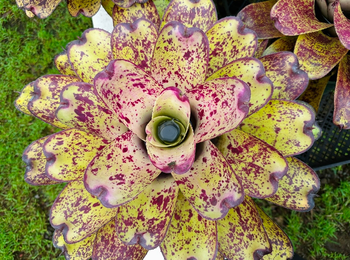 Neoregelia ‘Hawaiian Starlight’