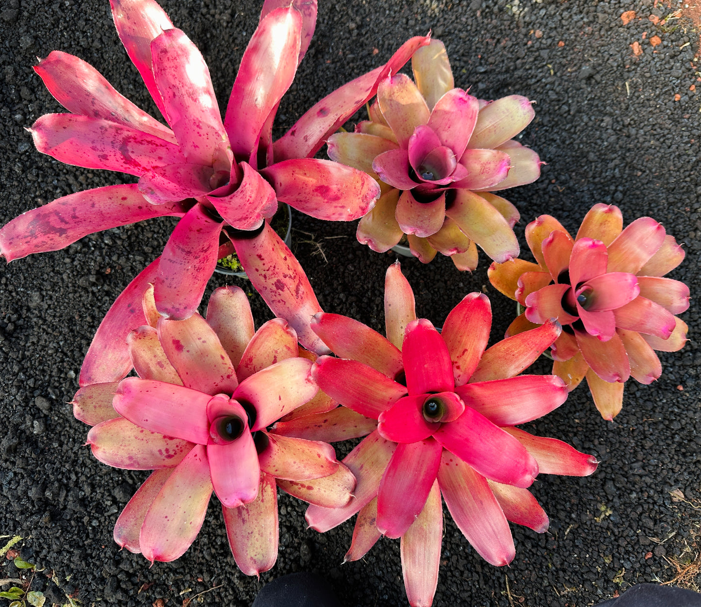 Assorted Neoregelia