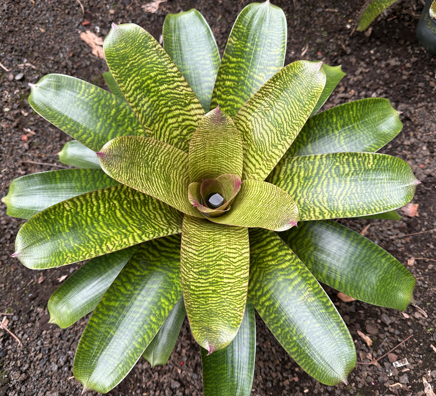 Vriesea hieroglyphica x ‘Ku’ulei’