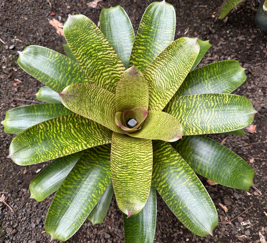 Vriesea hieroglyphica x ‘Ku’ulei’