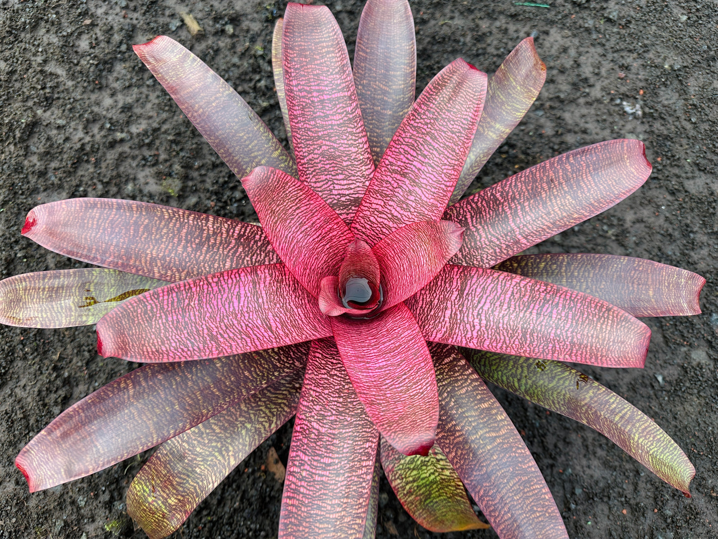 Vriesea ‘Kilauea’ x ‘White Lighting’
