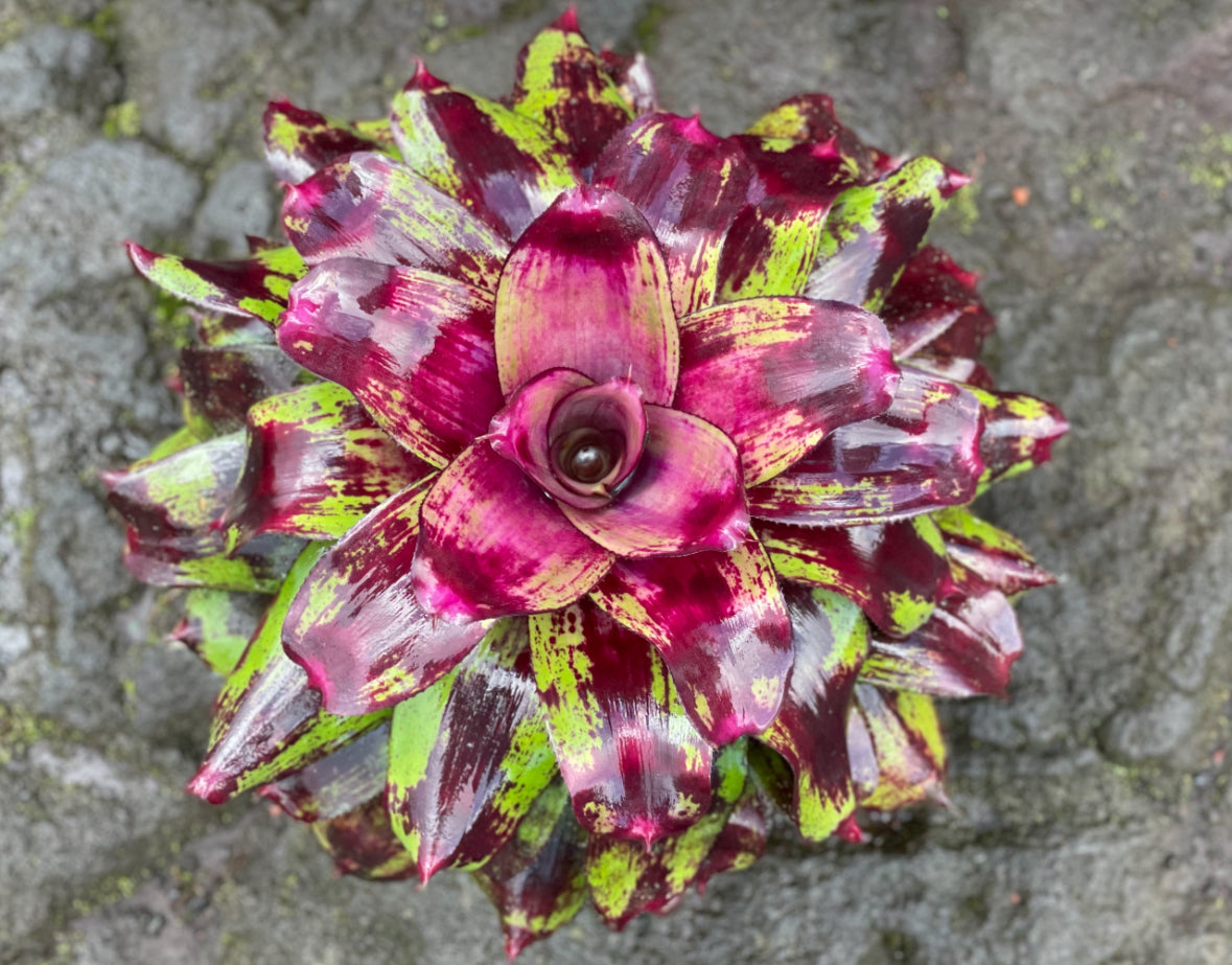 Neoregelia ‘Painted Delight’