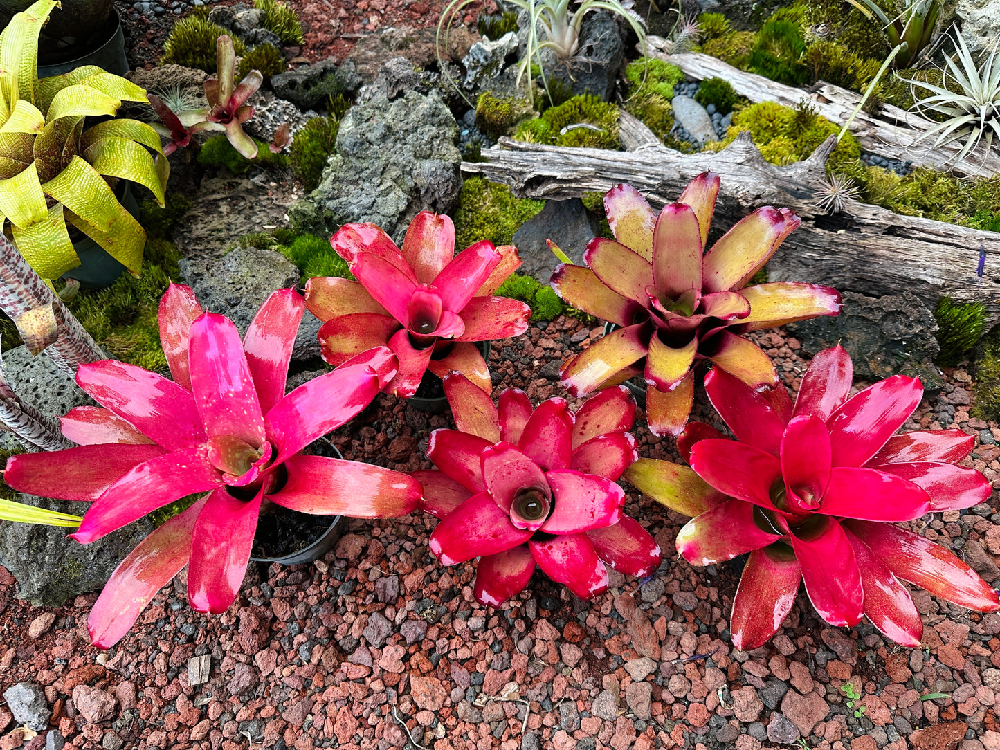 Assorted Neoregelia