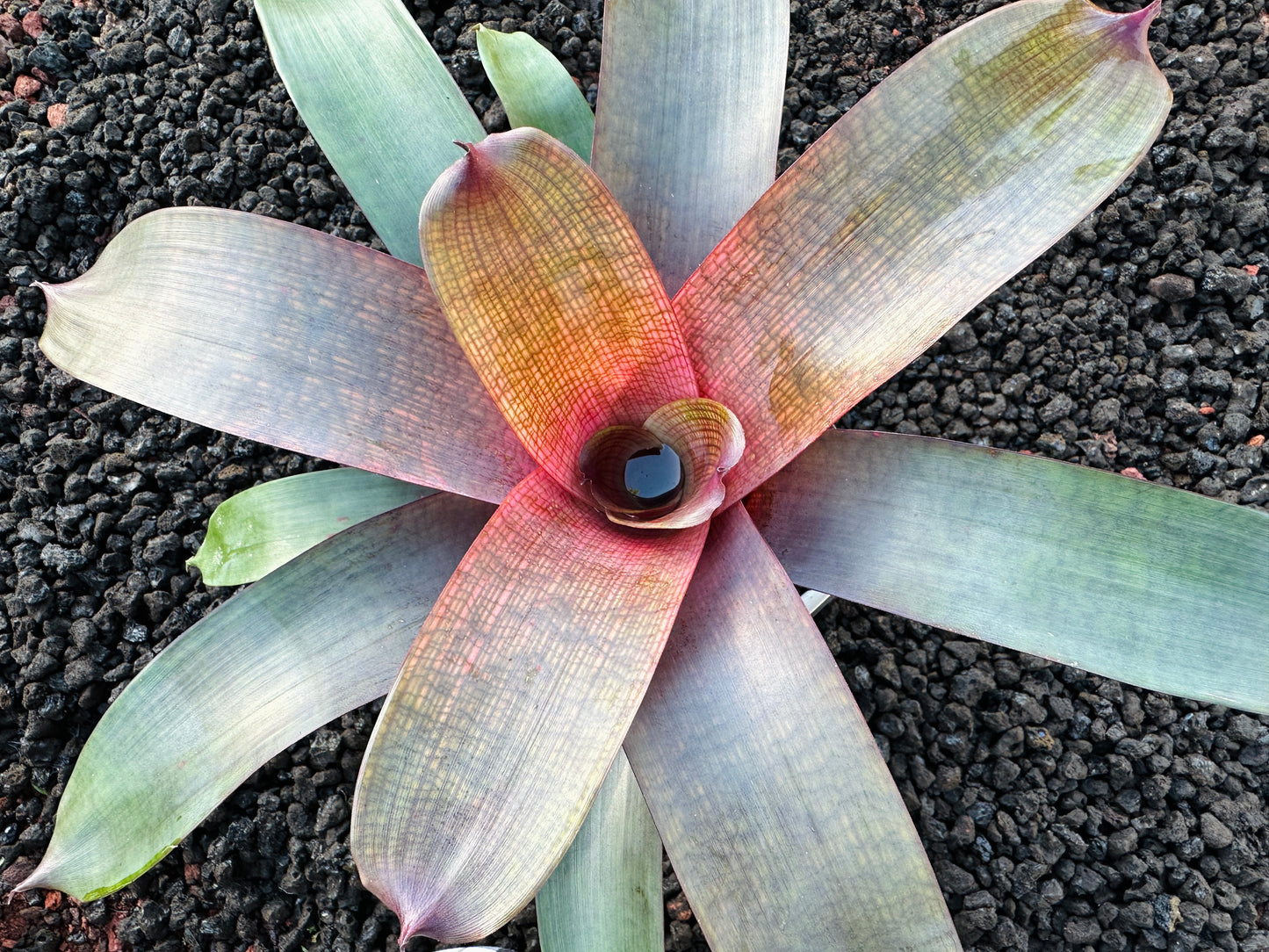 Vriesea ‘Ku’ulei’ cv. ‘Ulaula’ x ‘Panaewa Beauty’