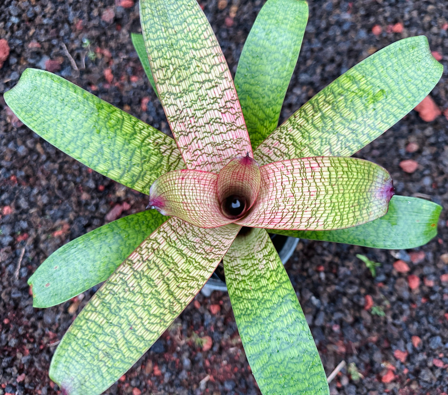 Vriesea ‘Eloise Choo’ x ‘Kelci and Jeff’