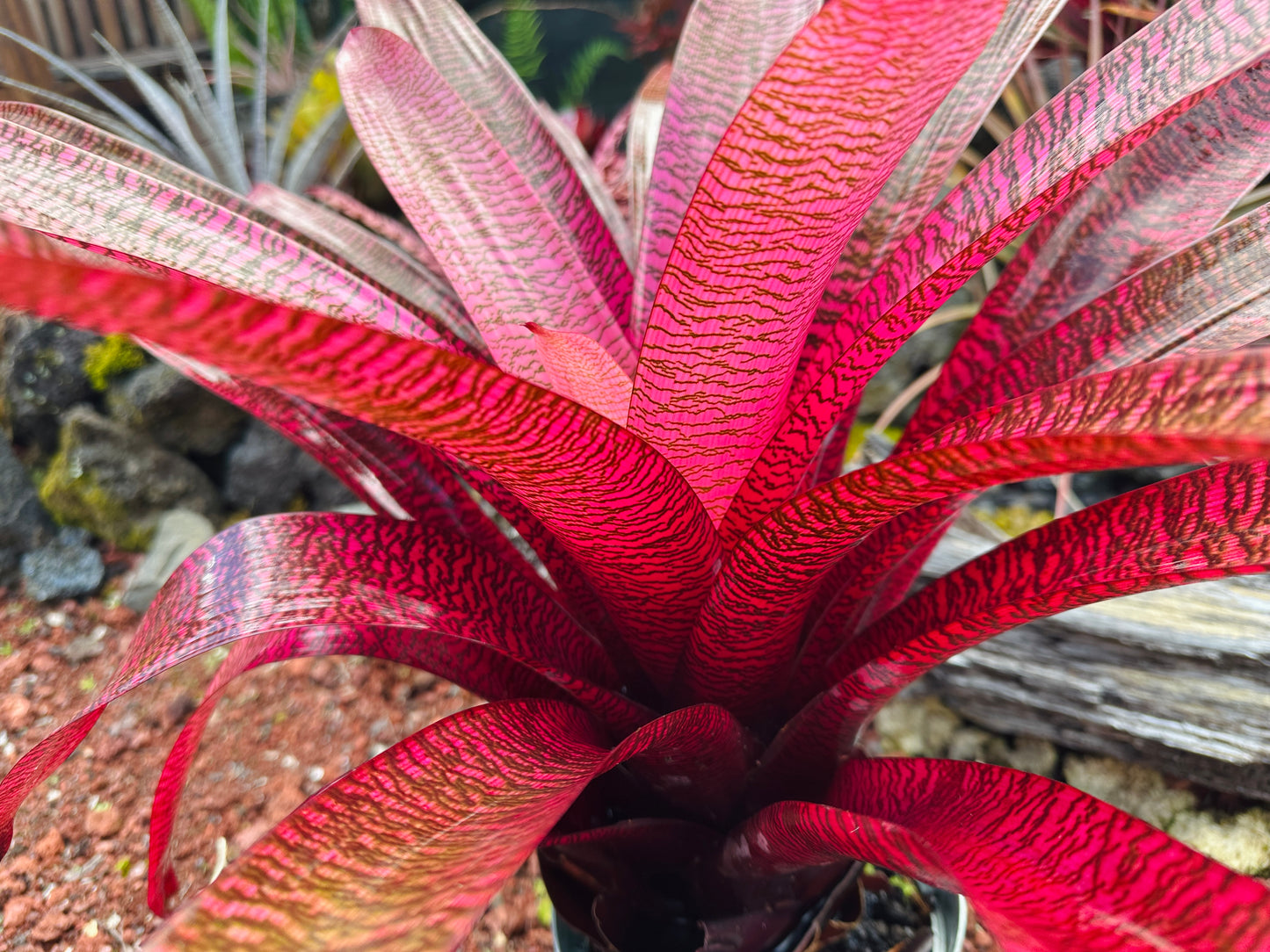 Vriesea ‘Kilauea Glow’