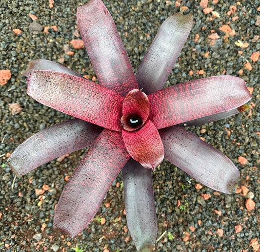 Vriesea ‘Red Tiger’ x ‘Seigo’