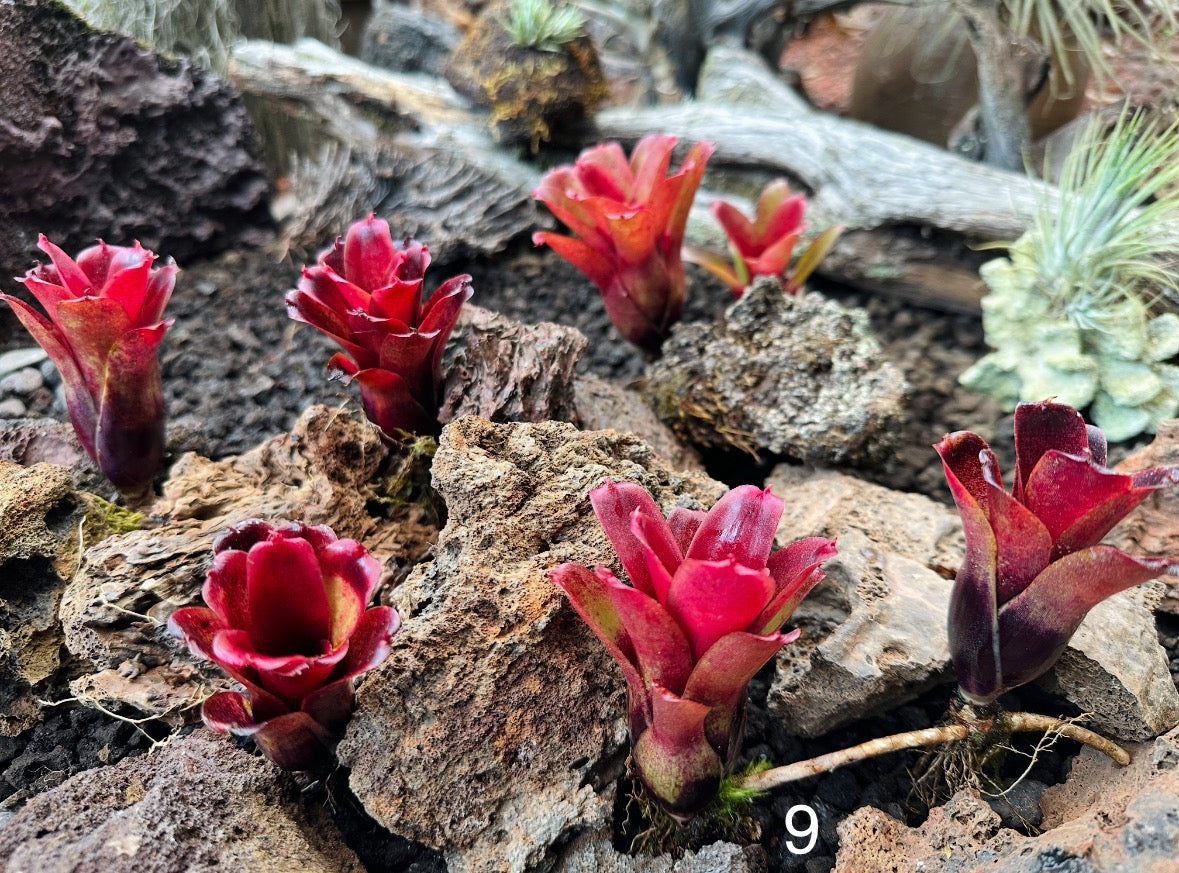 Assorted Neoregelia Minis