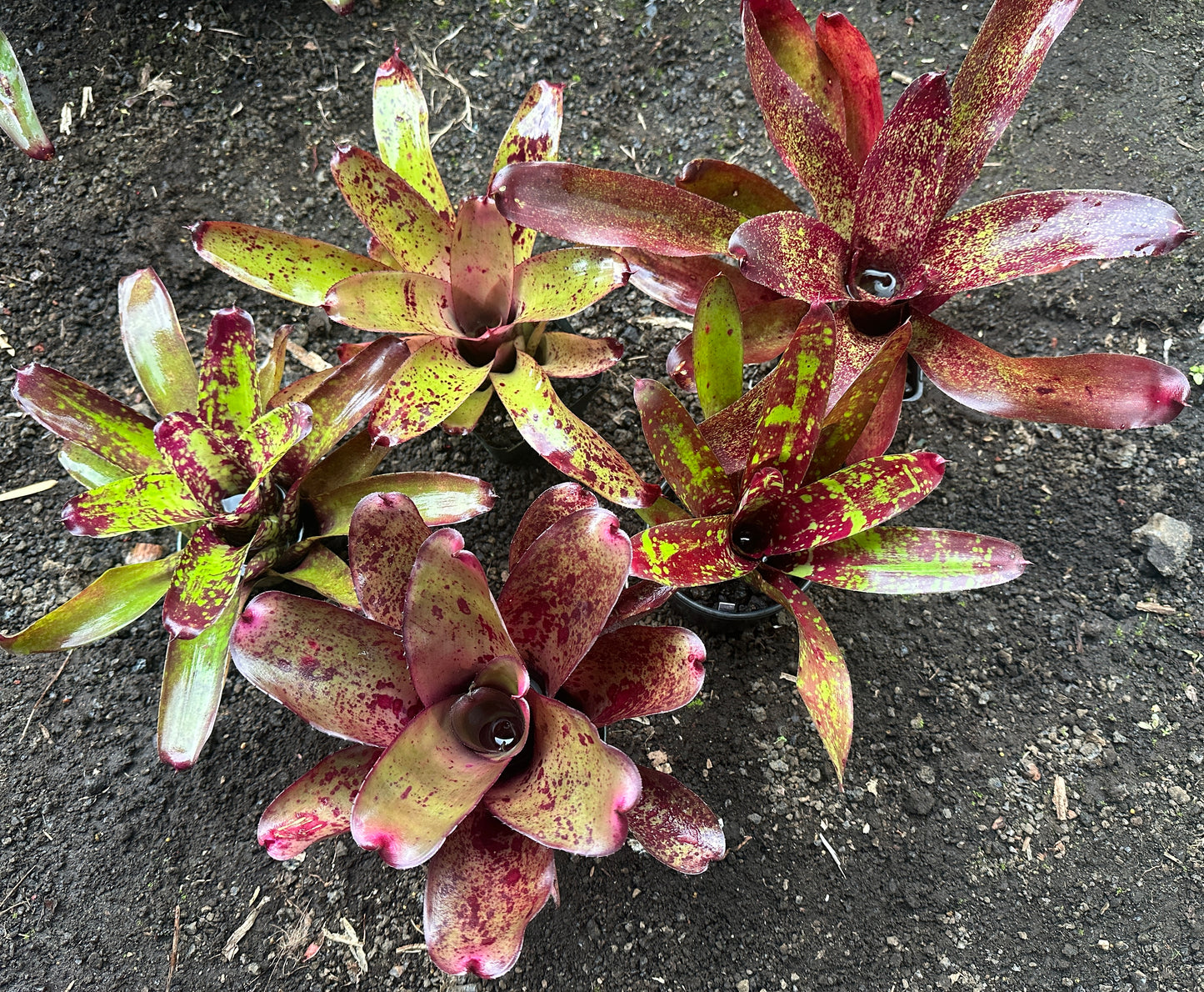 Assorted Neoregelia