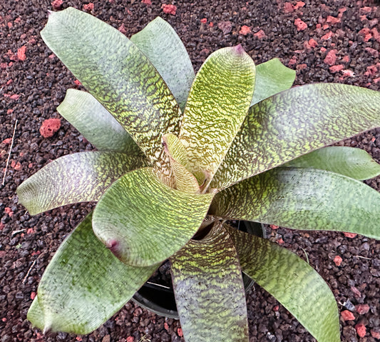 Vriesea ‘Puna Passion’ F2