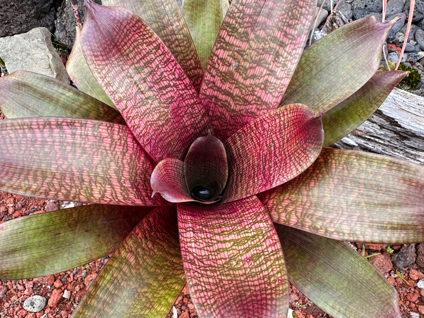Vriesea ‘Royal Hawaiian Sunset’