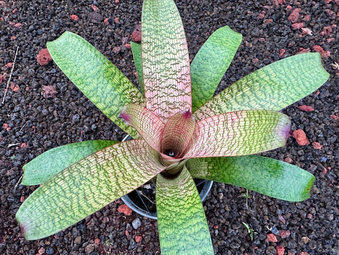 Vriesea ‘Eloise Choo’ x ‘Kelci and Jeff’