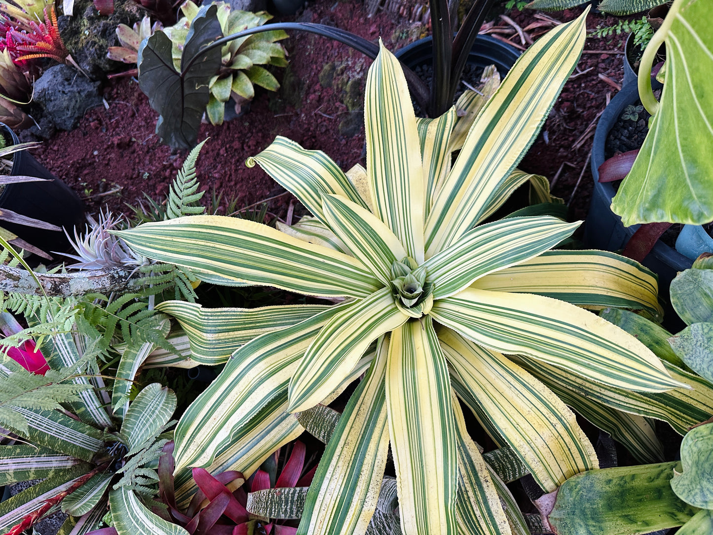 Nidularium innocentii