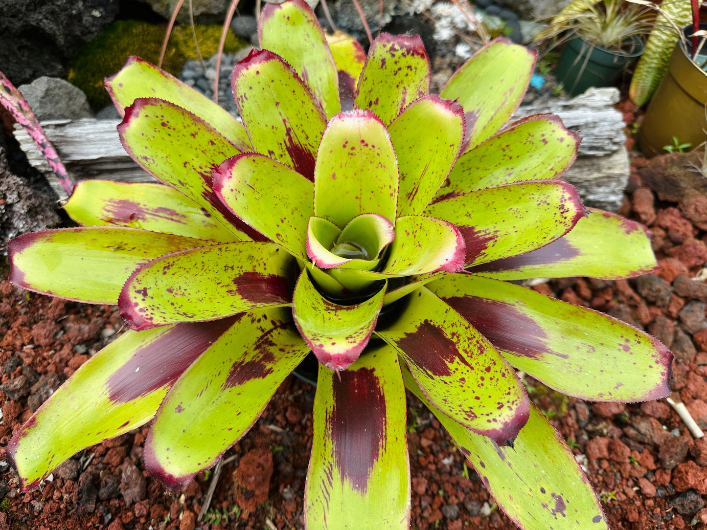 Neoregelia ‘Painted Delight’