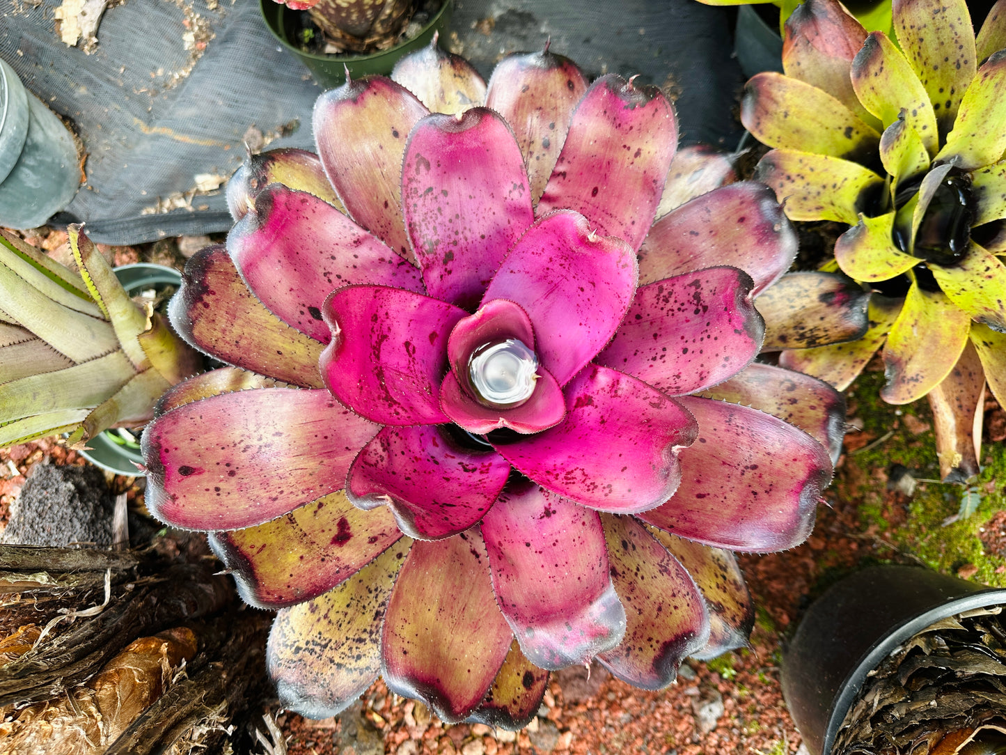 Neoregelia ‘Hilo Rainforest’