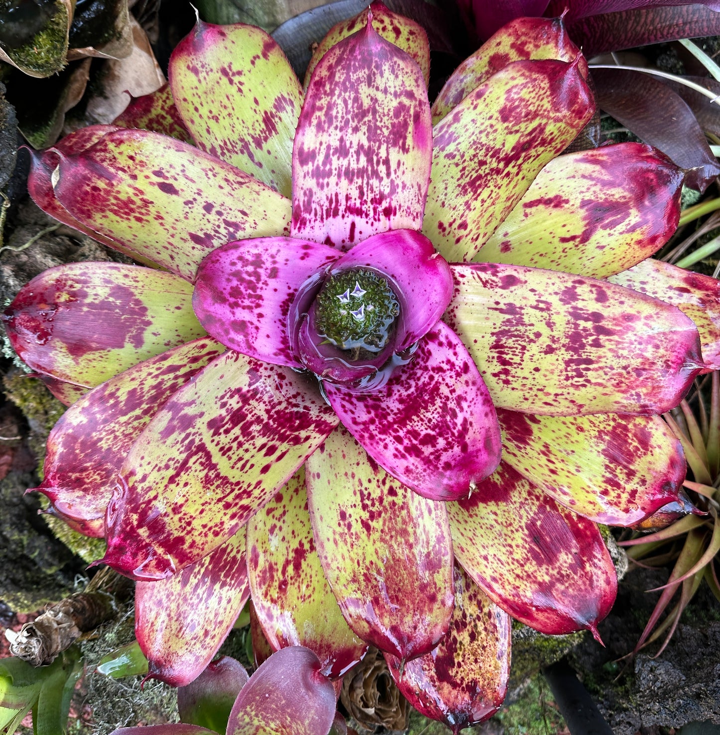 Neoregelia ‘Princess Annique’