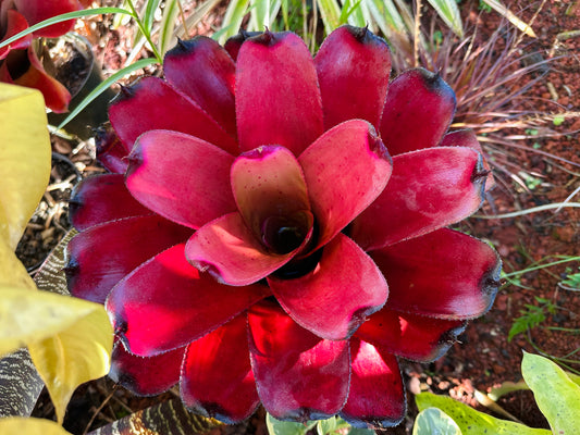 Neoregelia ‘Kilauea Tiger’
