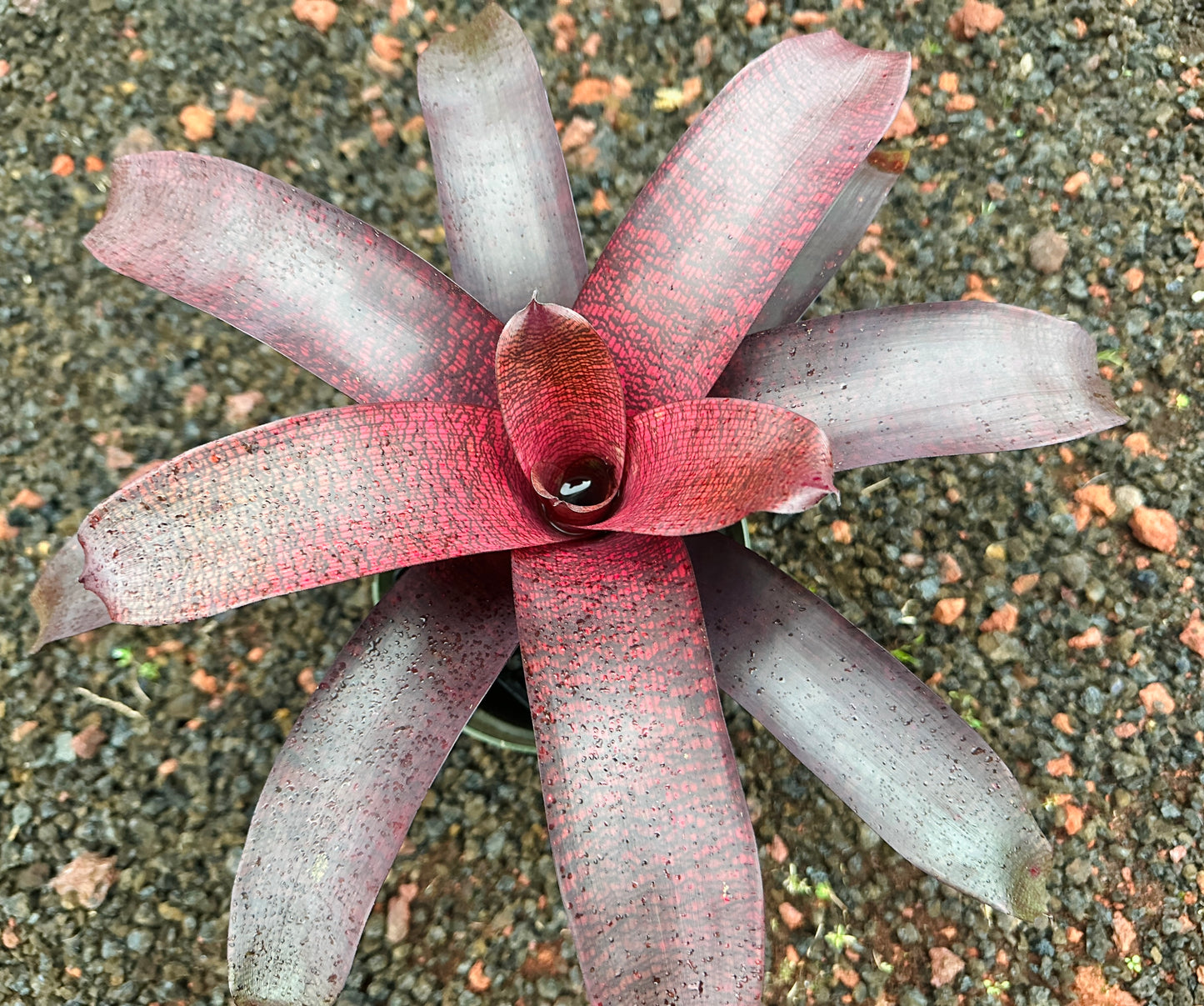 Vriesea ‘Red Tiger’ x ‘Seigo’