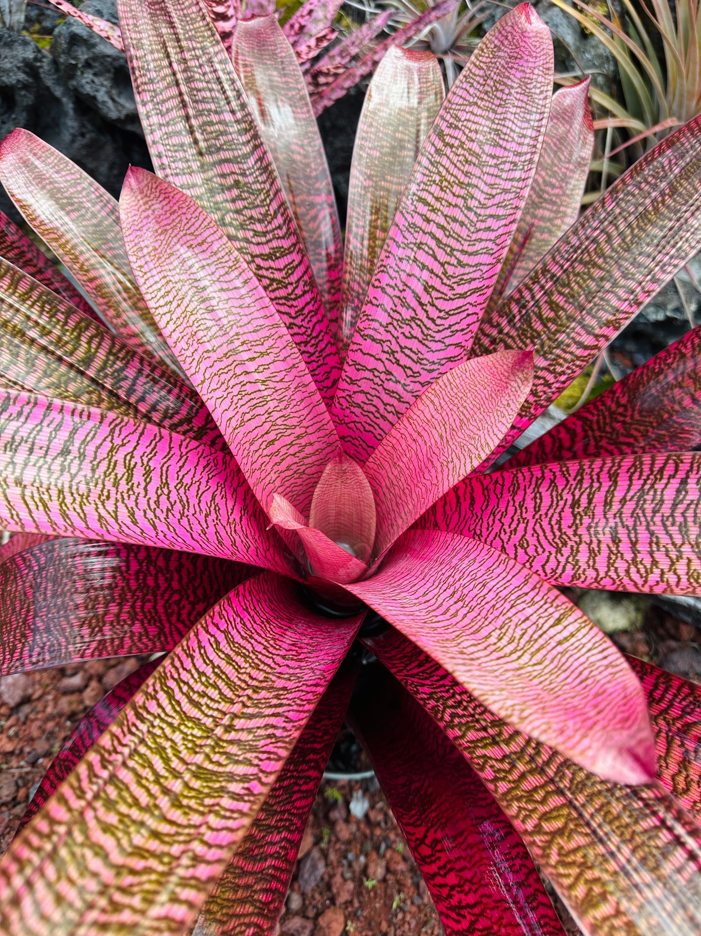 Vriesea ‘Kilauea Glow’