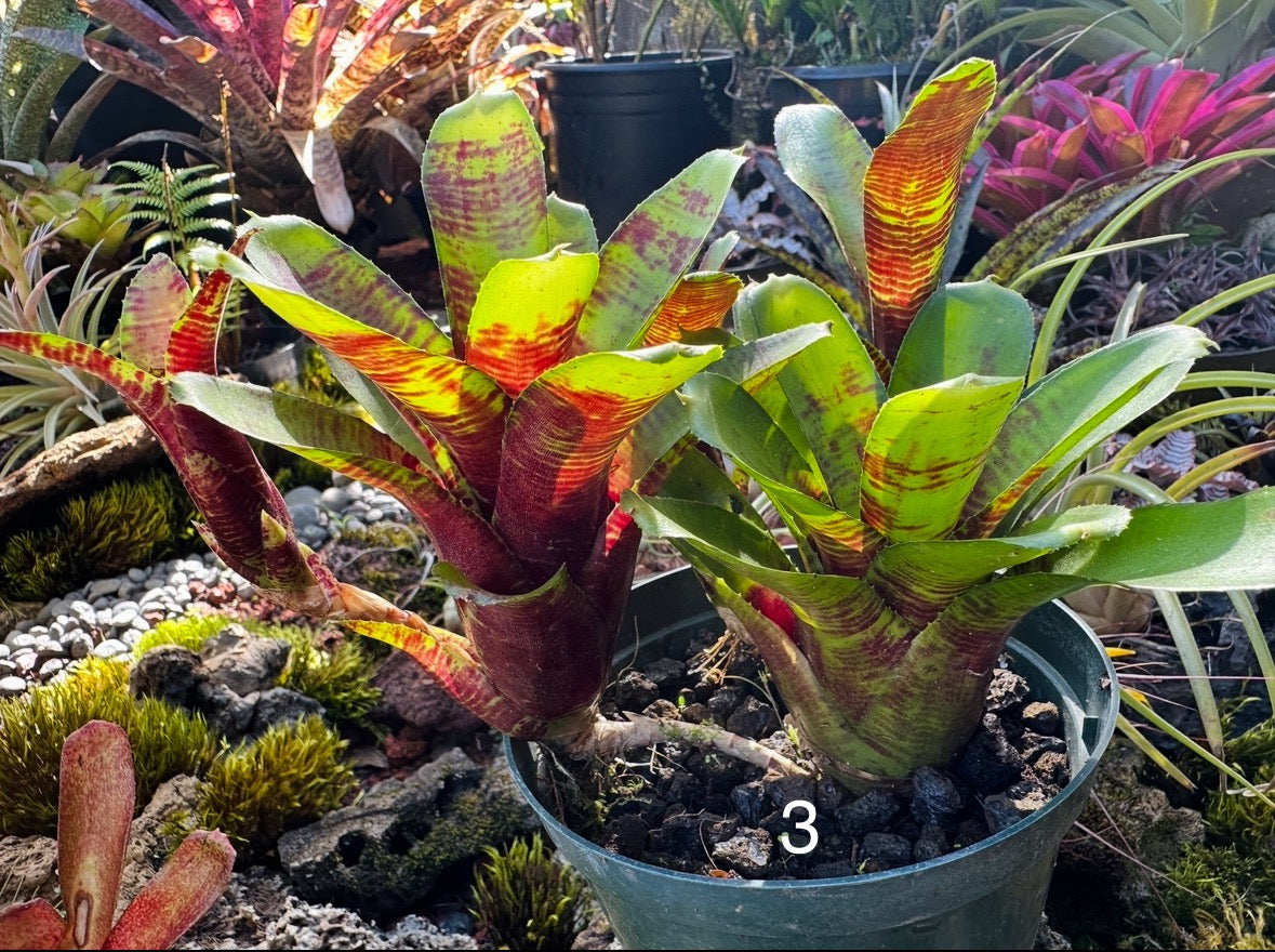 Assorted Neoregelia Minis