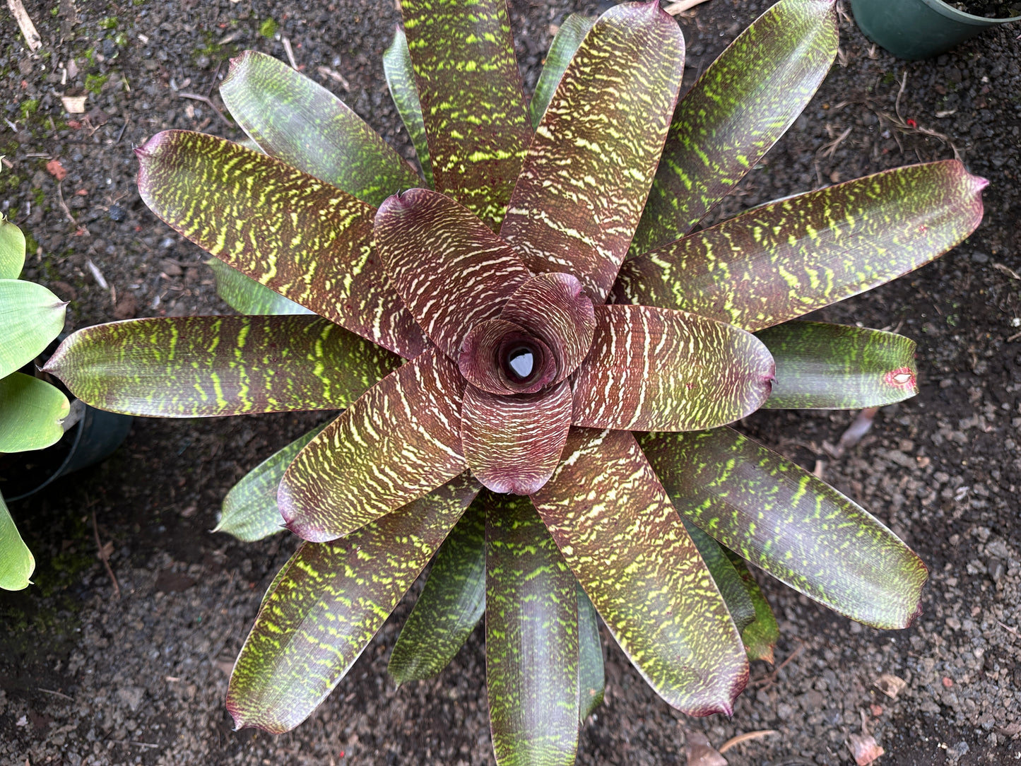 Vriesea ‘Patrice’