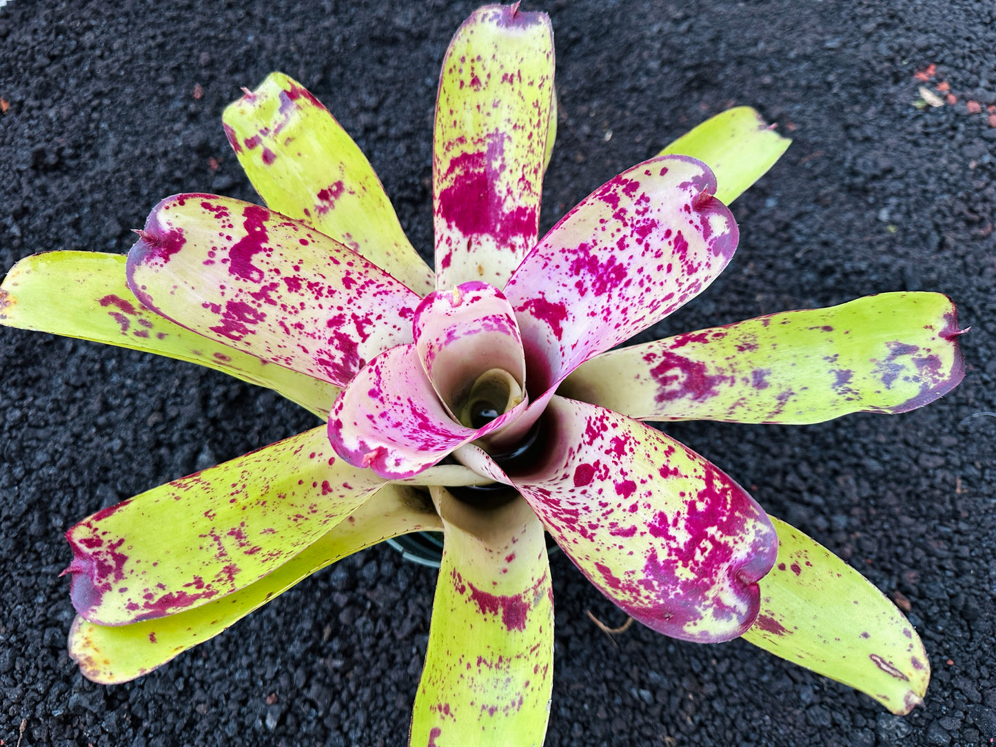 Neoregelia ‘Hawaiian Starlight’