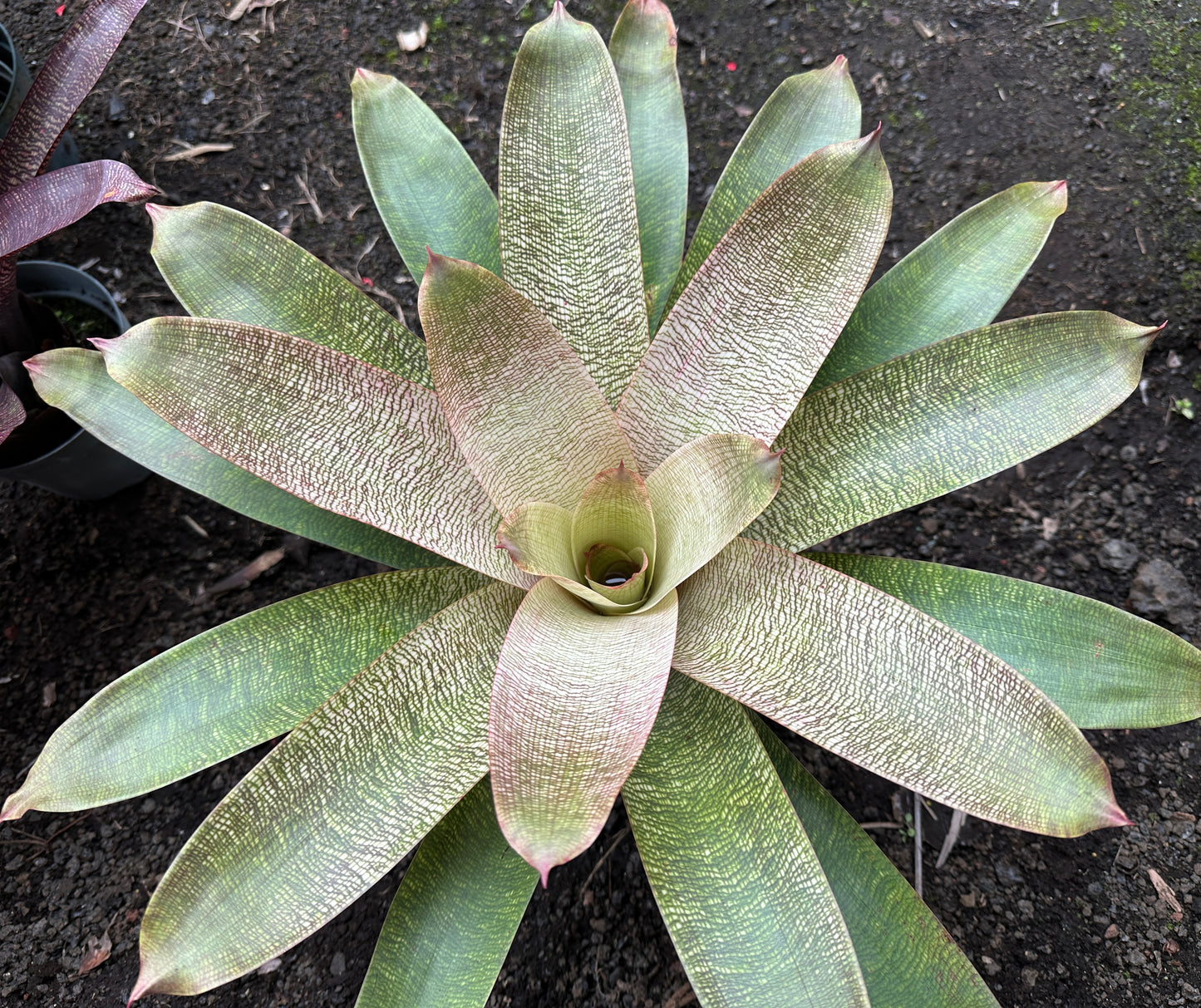 Vriesea ‘Kiku’ x ‘White Lighting’