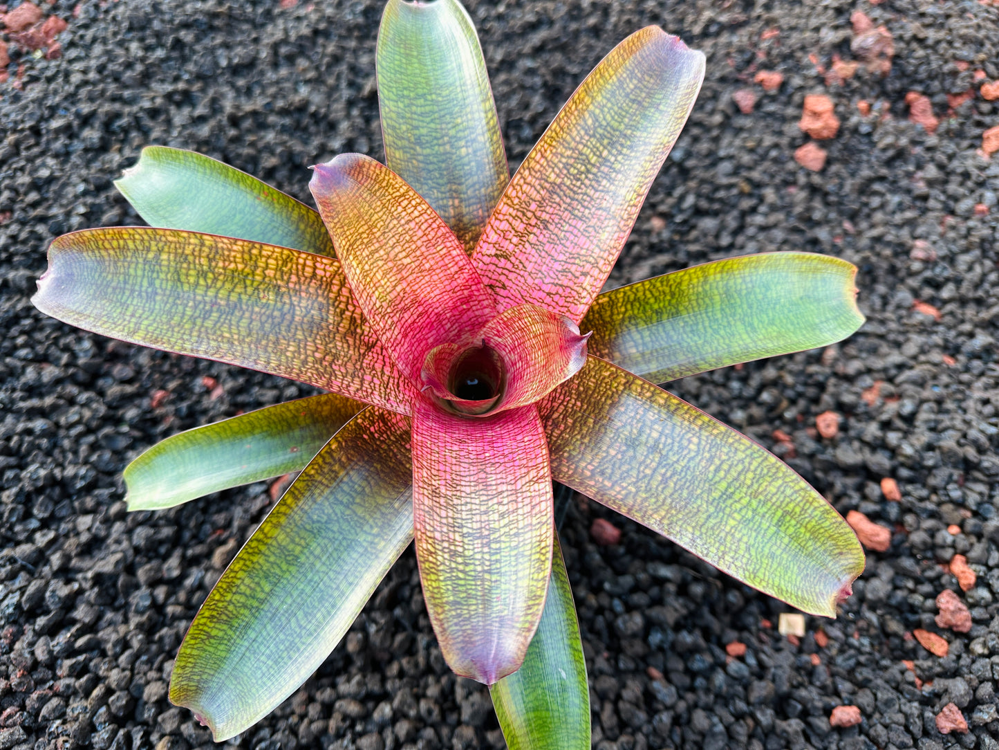 Vriesea ‘Olive and Len Trevor’ x ‘Big Island Passion’