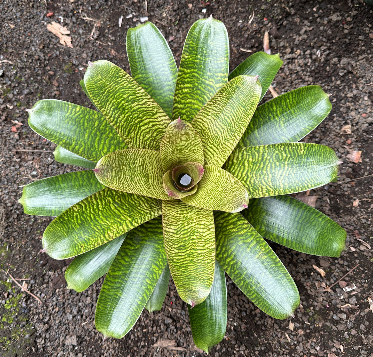Vriesea hieroglyphica x ‘Ku’ulei’