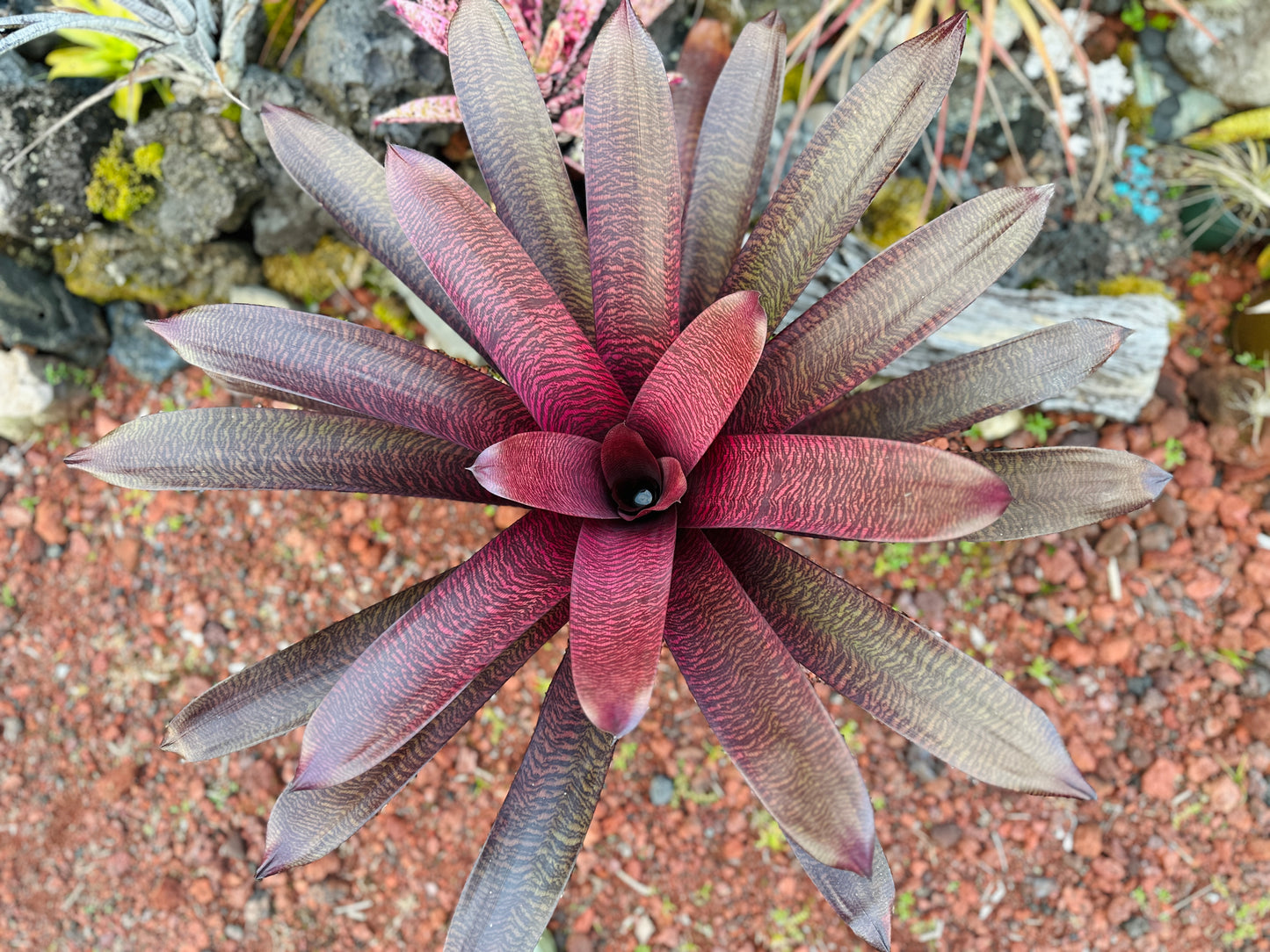 Vriesea ‘Hawaiian Tiger’