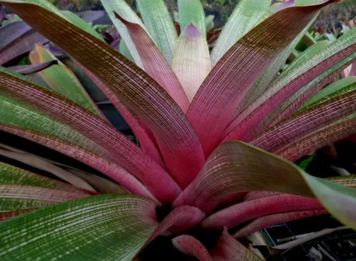 Vriesea ‘Hilo Rainbow’
