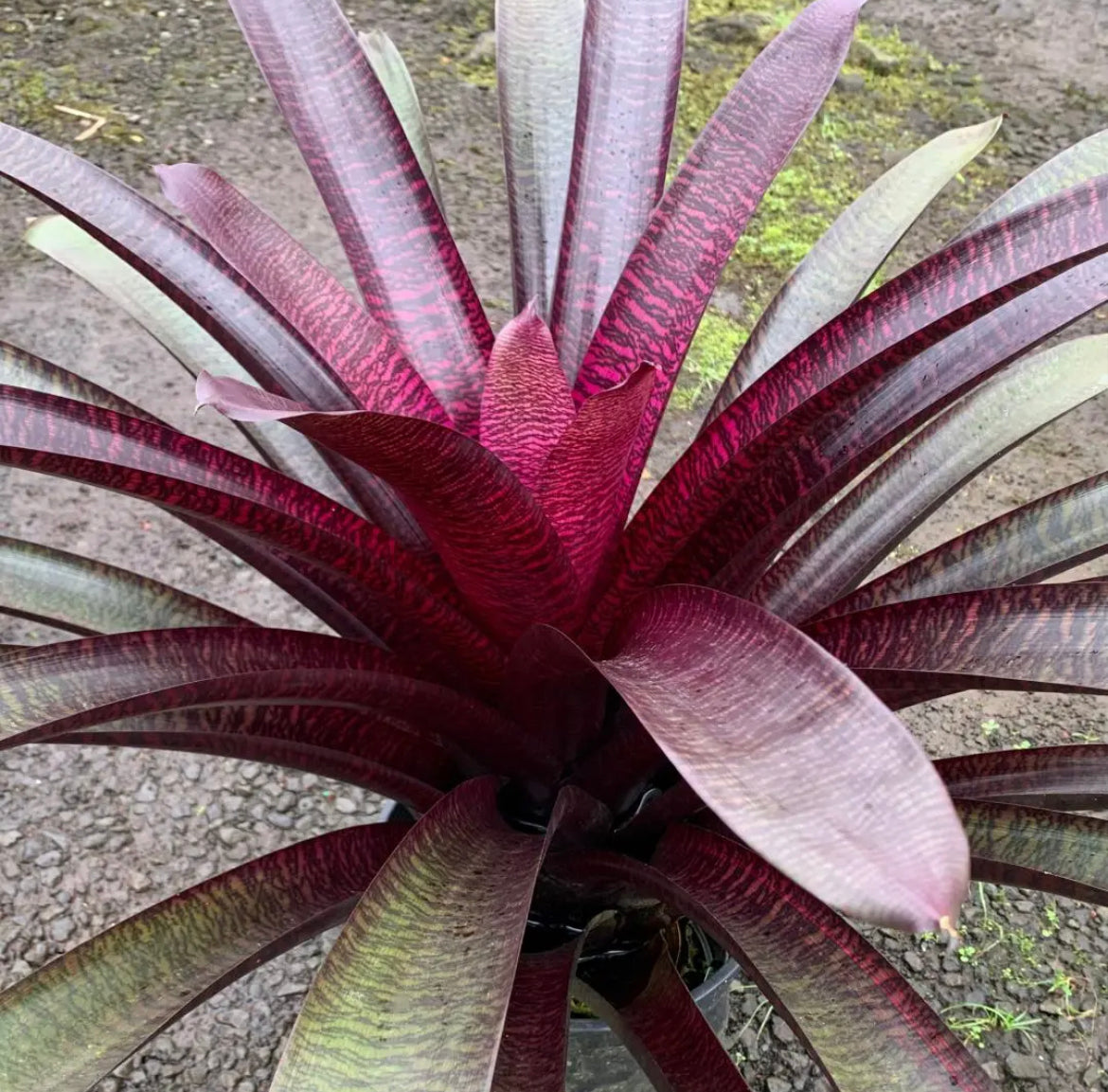 Vriesea ‘Hawaiian Tiger’