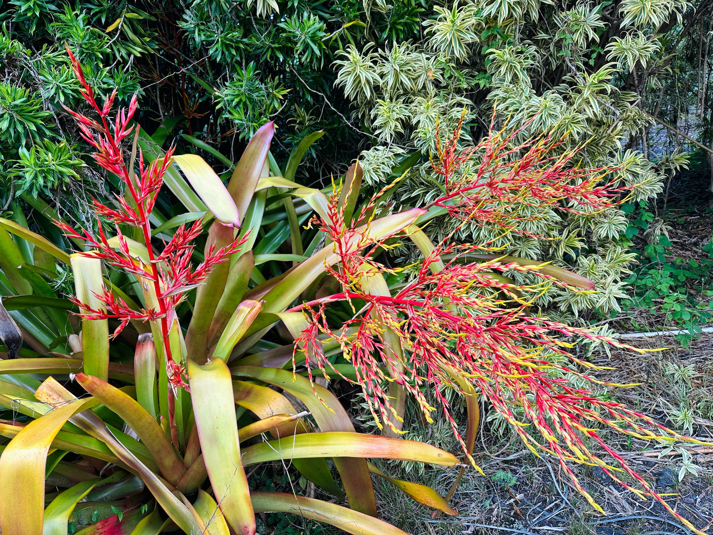 Aechmea blanchetiana