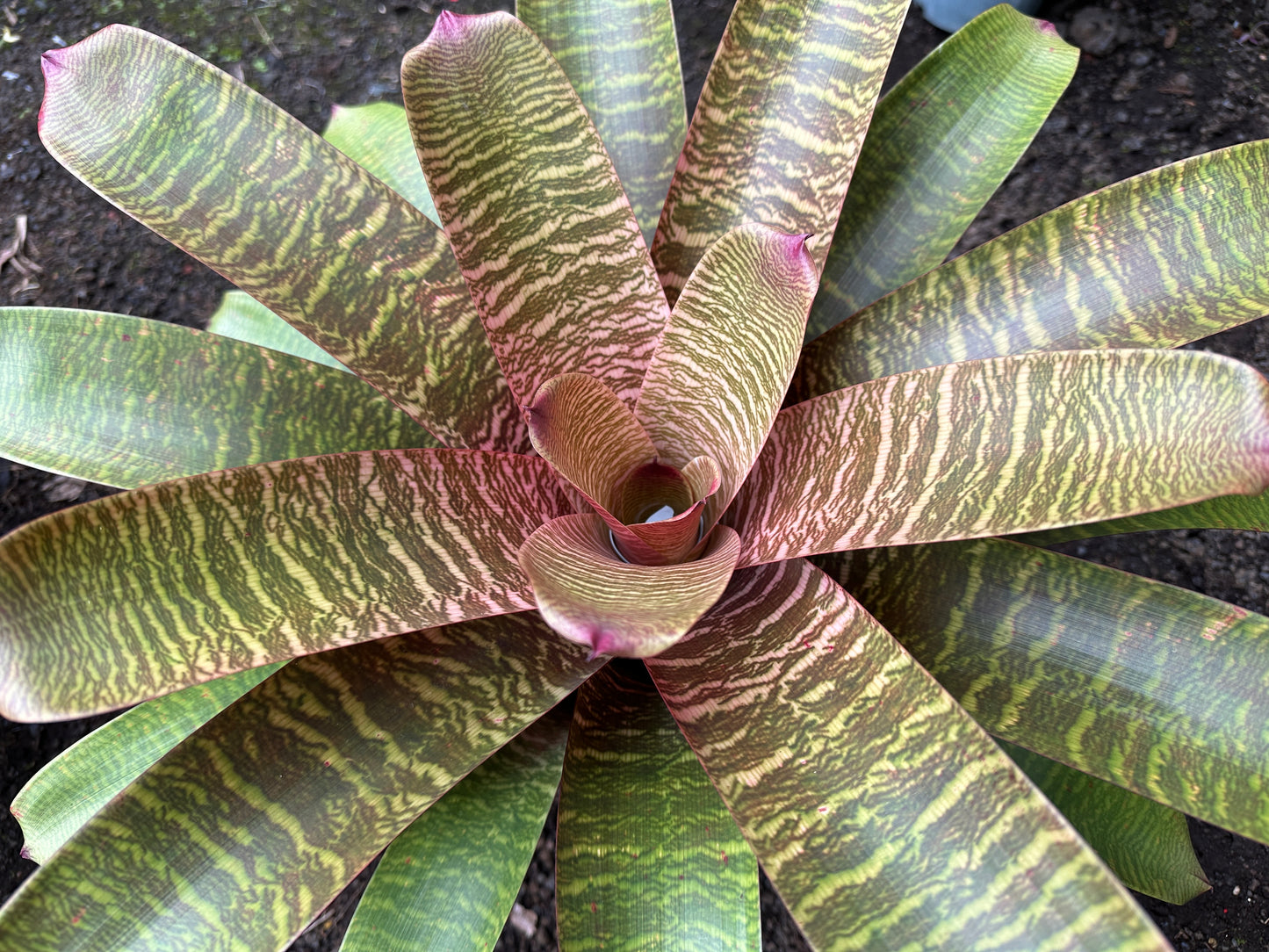 Vriesea ‘Haleiwa Sunset’
