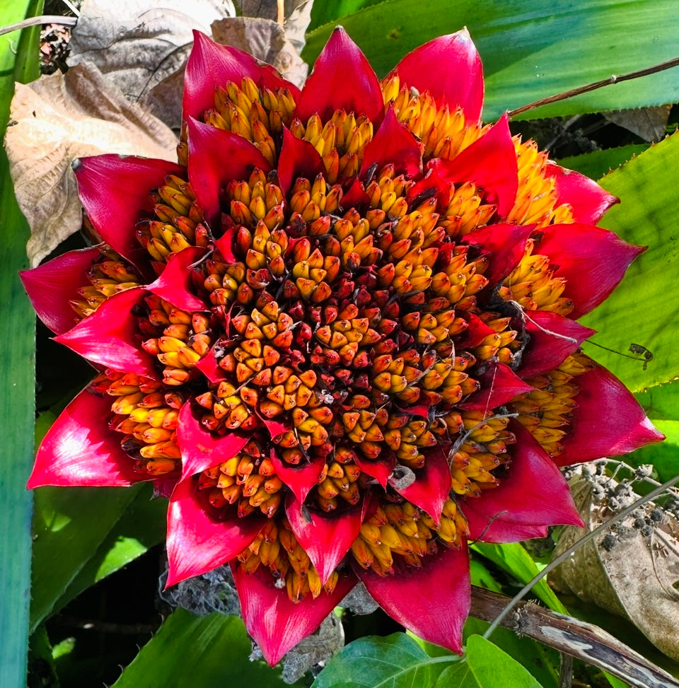 Canistrum aurantiacum