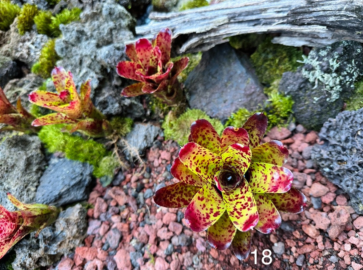Assorted Neoregelia Minis