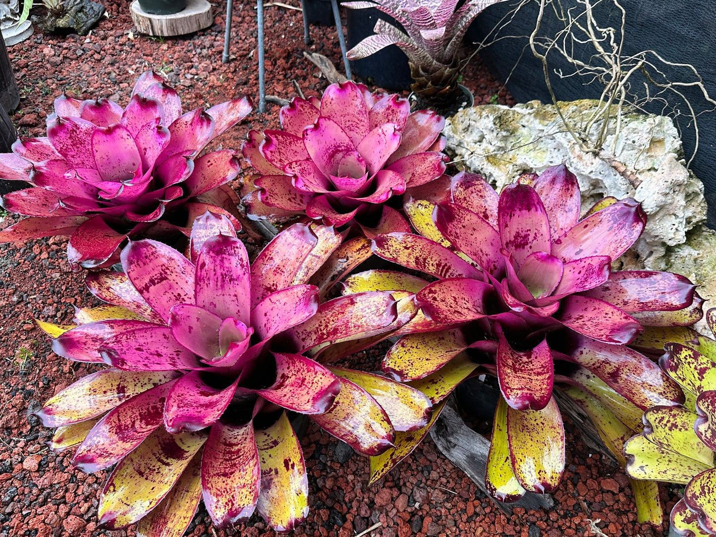 Neoregelia ‘Hawaiian Rainforest’