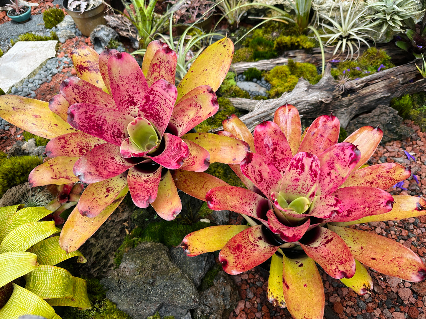 Neoregelia ‘Sao Paulo’ x ‘Arla Rutledge’