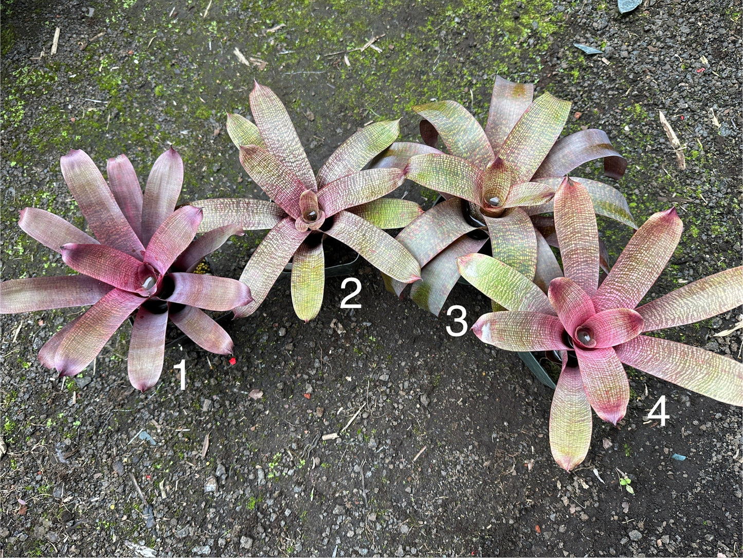 Assorted Vriesea