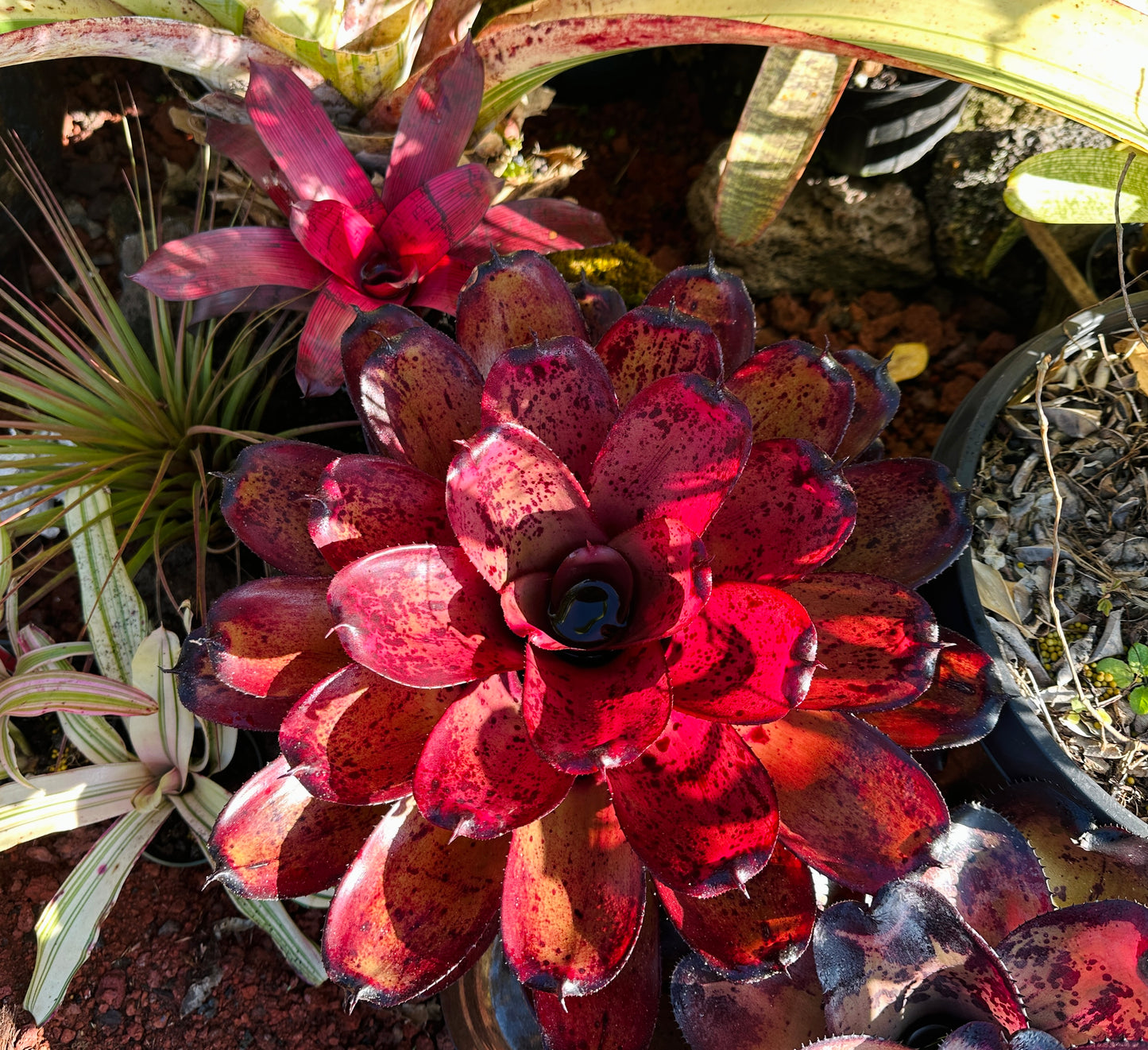 Neoregelia ‘Kawika’ x ‘Hawaiian Rainforest’