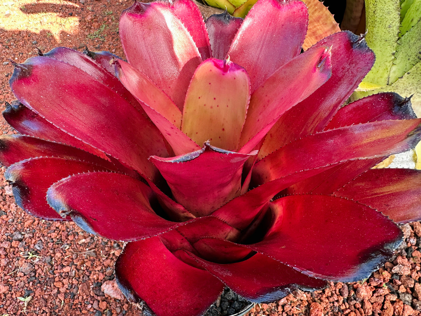 Neoregelia ‘Kilauea Tiger’