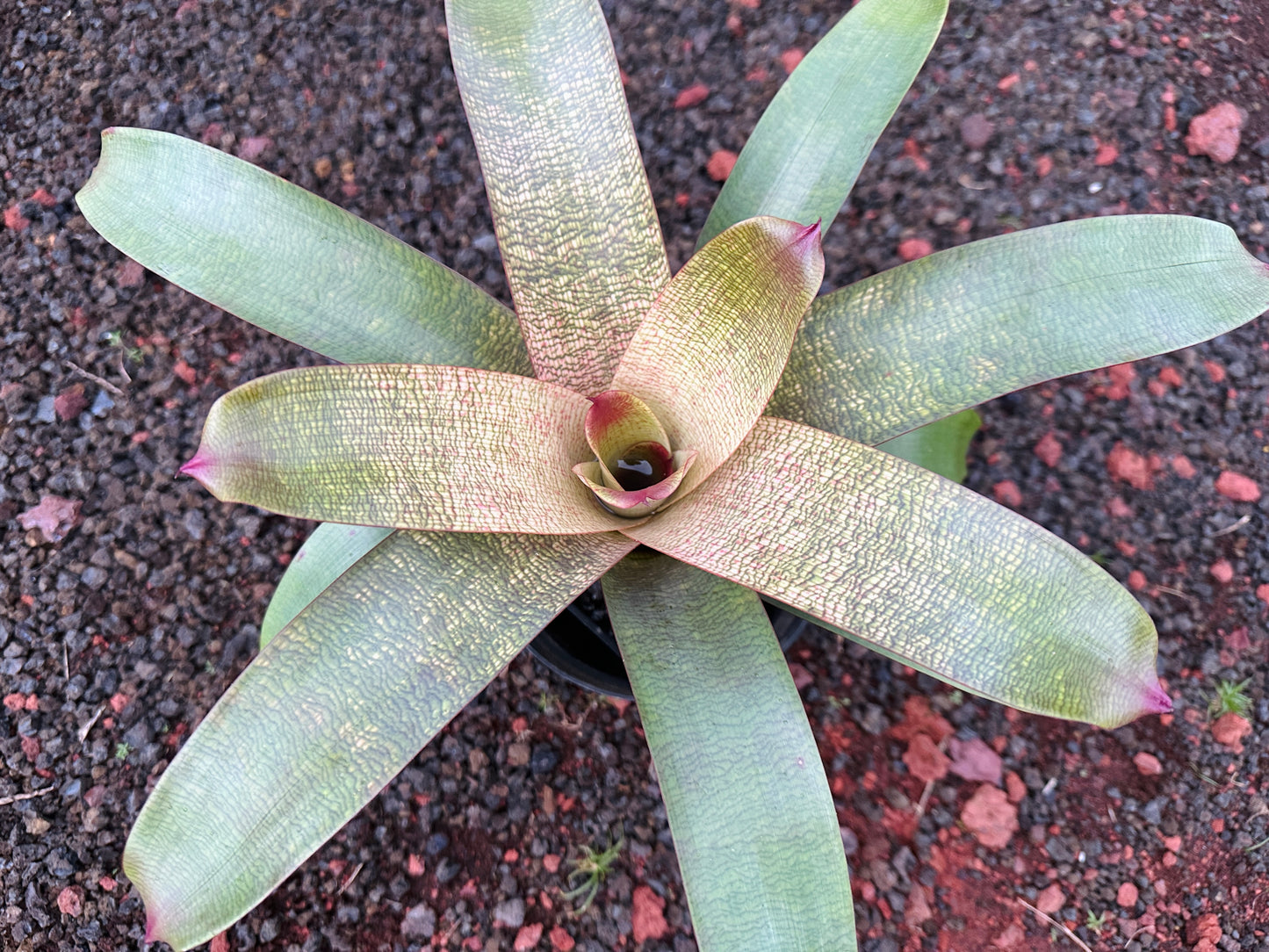 Vriesea ‘Jane Higa Testa’ x (‘Kaumana’ x ‘Sakurai’)