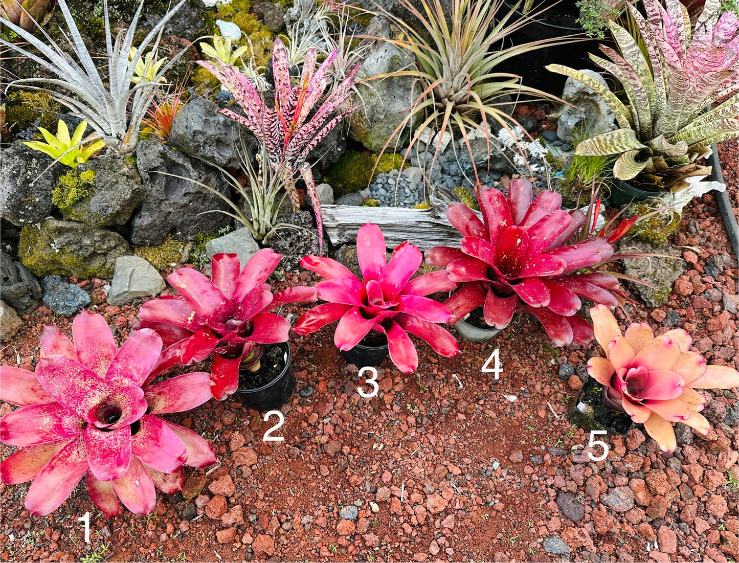 Assorted Neoregelia