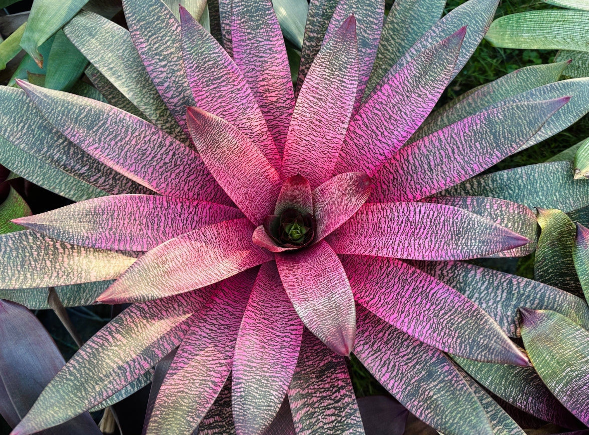 Vriesea ‘Kelci Shiigi’