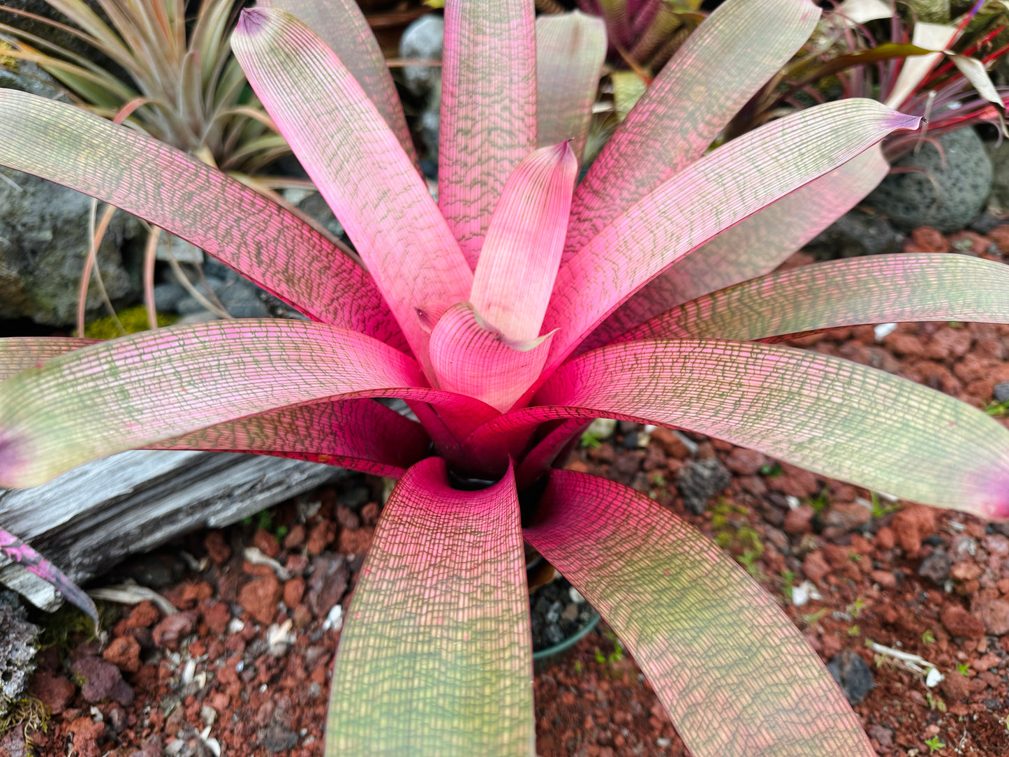 Vriesea ‘Hawaiian Goddess’