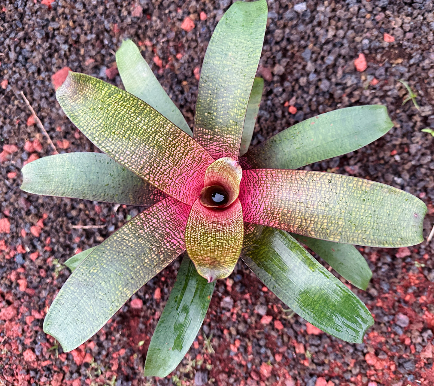 Vriese ‘Jane Higa Testa’ x ‘Big Island Passion’